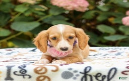 Miniature Dachshund dogs for sale: Sandy - Image 5