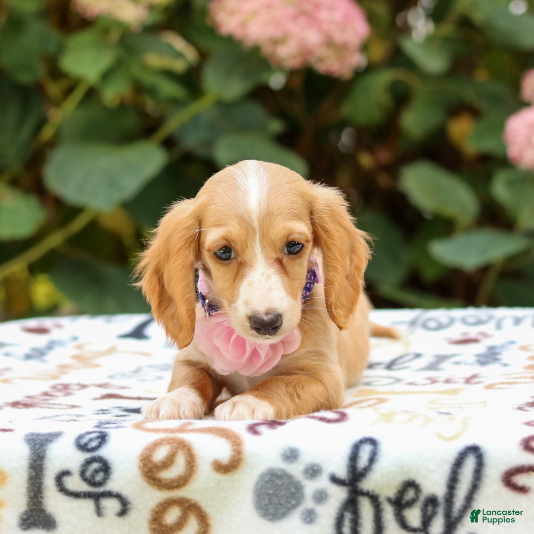 Miniature Dachshund dogs for sale: Sandy - Image 5