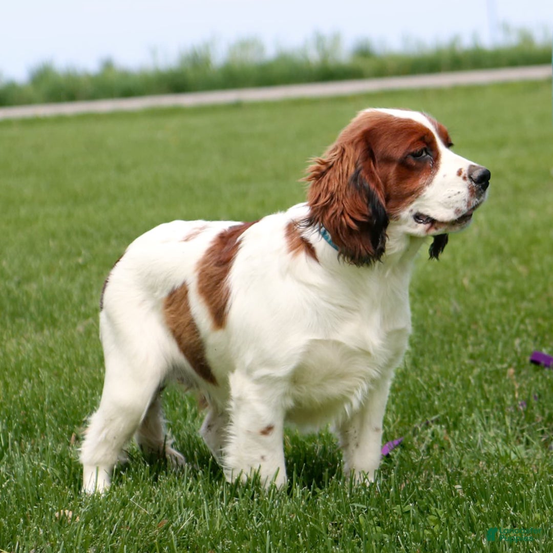 Saint Berdoodles dogs for sale: Bianca - Image 19