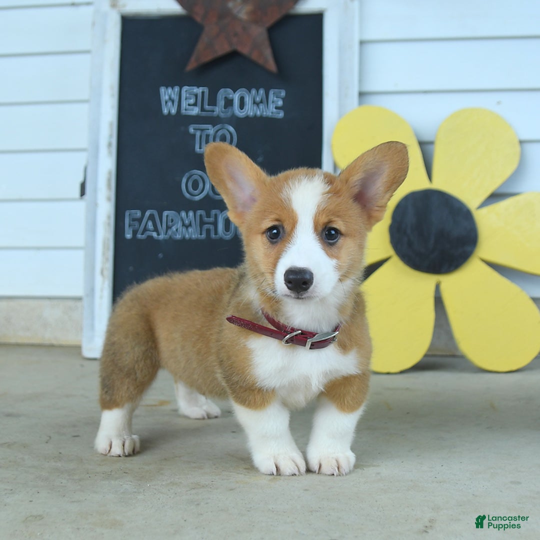 Welsh Corgi Pembroke dogs for sale: Miles - Image 2