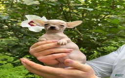 Chihuahua dogs for sale: Carinia - Image 12