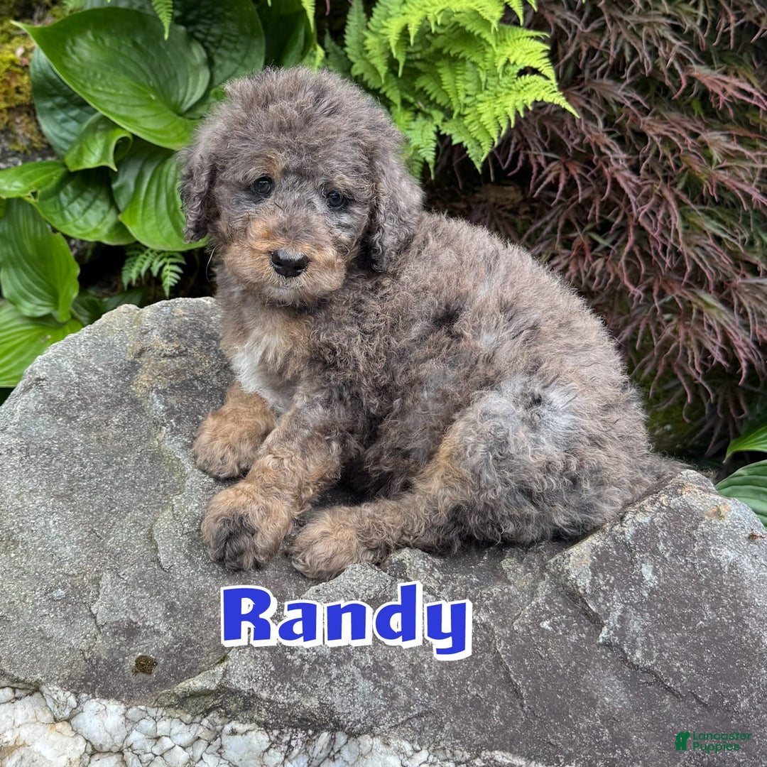 Bernedoodle dogs for sale: Randy - Image 1