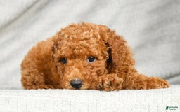 Miniature Poodle dogs for sale: Destiny - Image 1