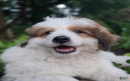 Mini Bernedoodle dogs for sale: Bubba - Image 2
