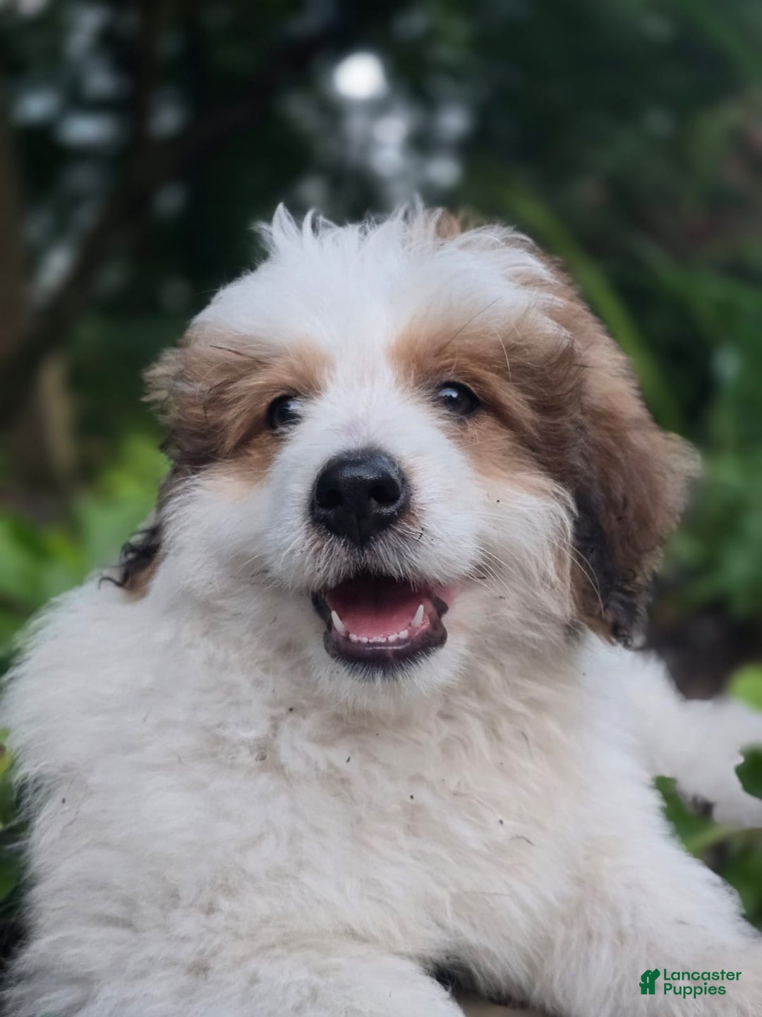Mini Bernedoodle dogs for sale: Bubba - Image 2