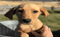 Labrador Retriever dogs for sale: Mufasa - Image 9