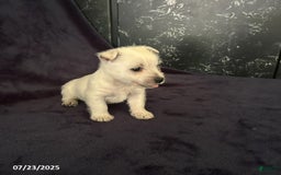 West Highland Terrier dogs for sale: Max - Image 1
