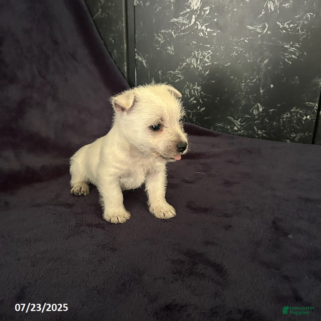 West Highland Terrier dogs for sale: Max - Image 1