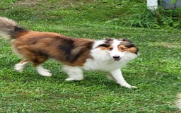 Shetland Sheepdog dogs for sale: Lucy - Image 6