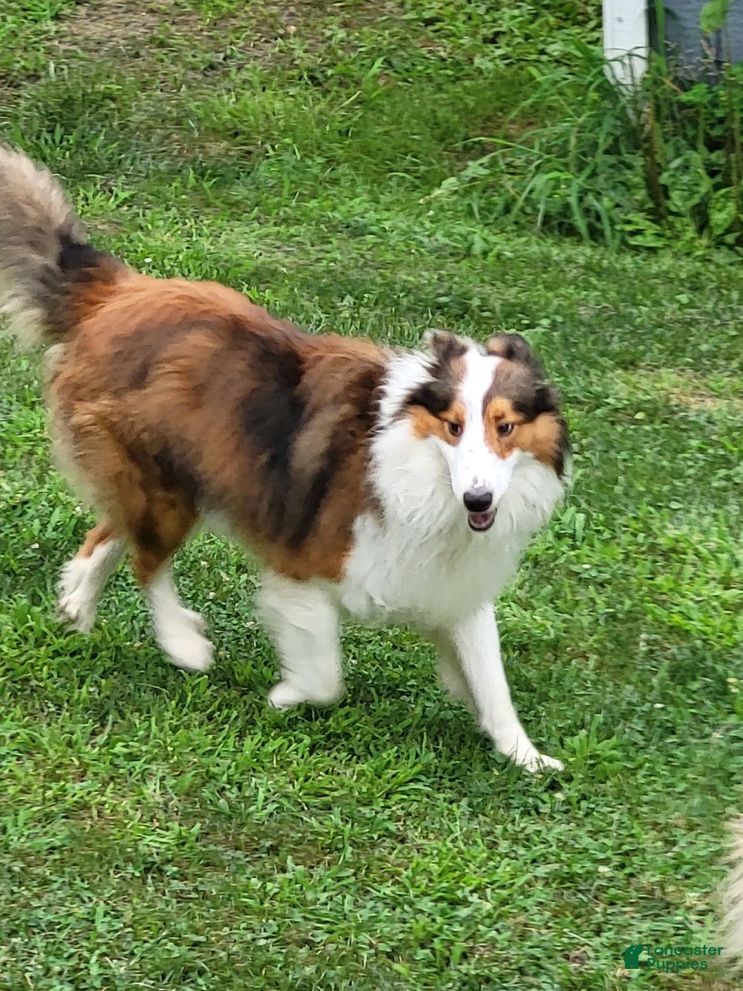 Shetland Sheepdog dogs for sale: Lucy - Image 6