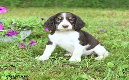 English Springer Spaniel dogs for sale: Pumpkin - Image 5