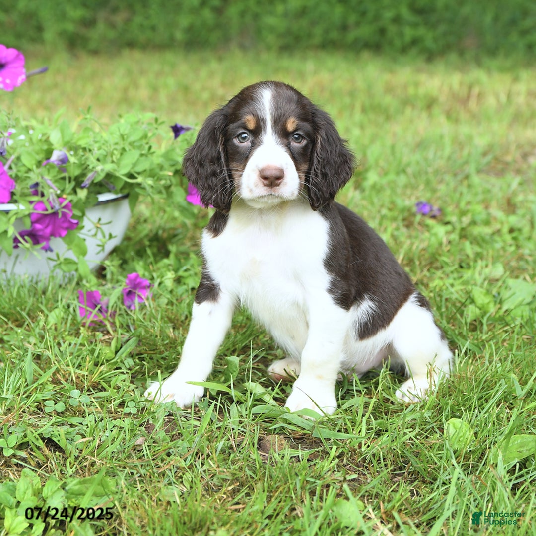 English Springer Spaniel dogs for sale: Pumpkin - Image 5