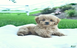 Cavapoo dogs for sale: Trevor - Image 2