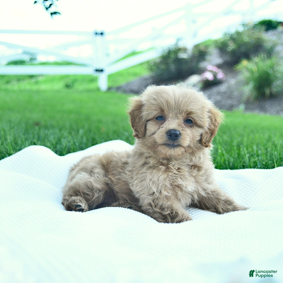 Cavapoo dogs for sale: Trevor - Image 2