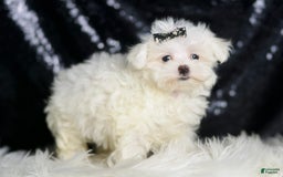 Maltese dogs for sale: Gwen - Image 4