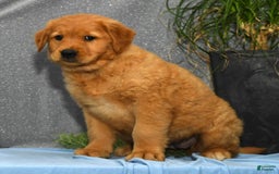 Golden Retriever dogs for sale: Millie - Image 4