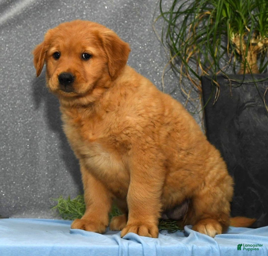 Golden Retriever dogs for sale: Millie - Image 4