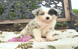 Miniature Australian Shepherd dogs for sale: Rusty - Image 3