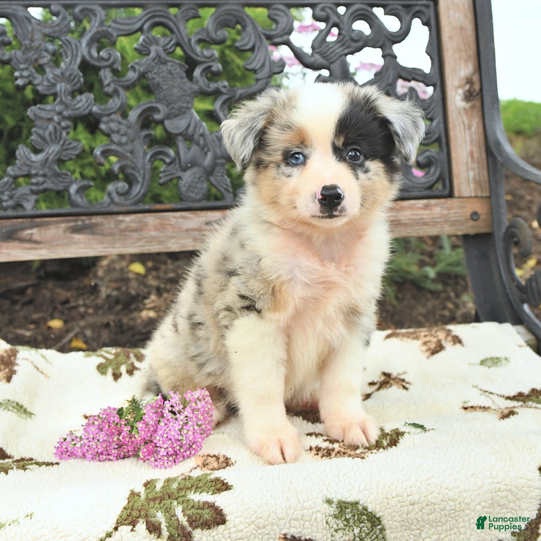 Miniature Australian Shepherd dogs for sale: Rusty - Image 3