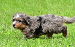 Mini Bernedoodle dogs for sale: Jerry - Image 6