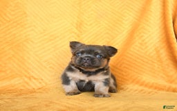 French Bulldog dogs for sale: Luca - Image 4