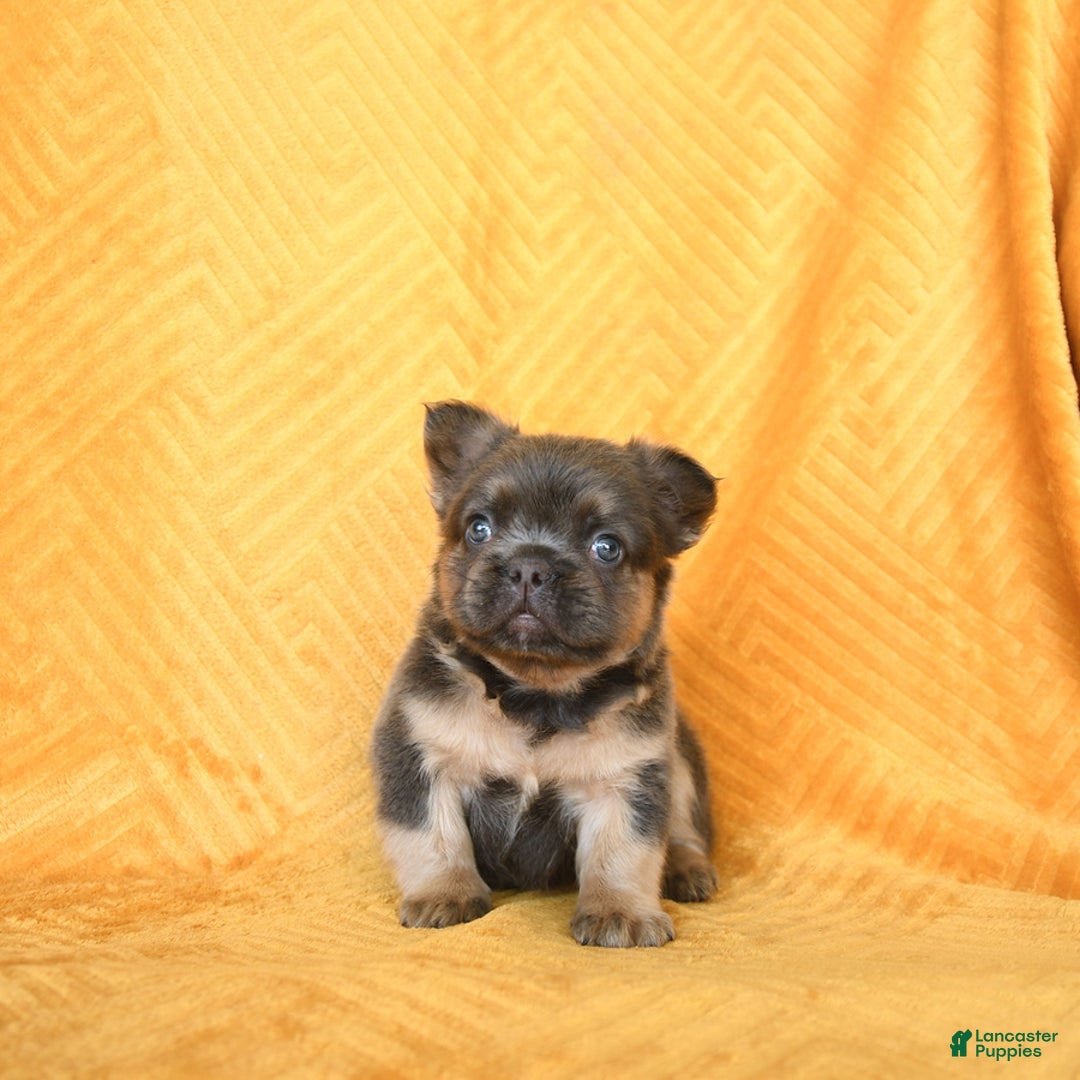French Bulldog dogs for sale: Luca - Image 4