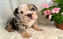 English Bulldog dogs for sale: Maggie - Image 1