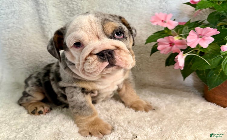 English Bulldog dogs for sale - Ad 4