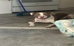 American Pit Bull Terrier dogs for sale: Rex - Image 3