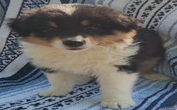 Australian Shepherd dogs for sale: Sasha - Image 7