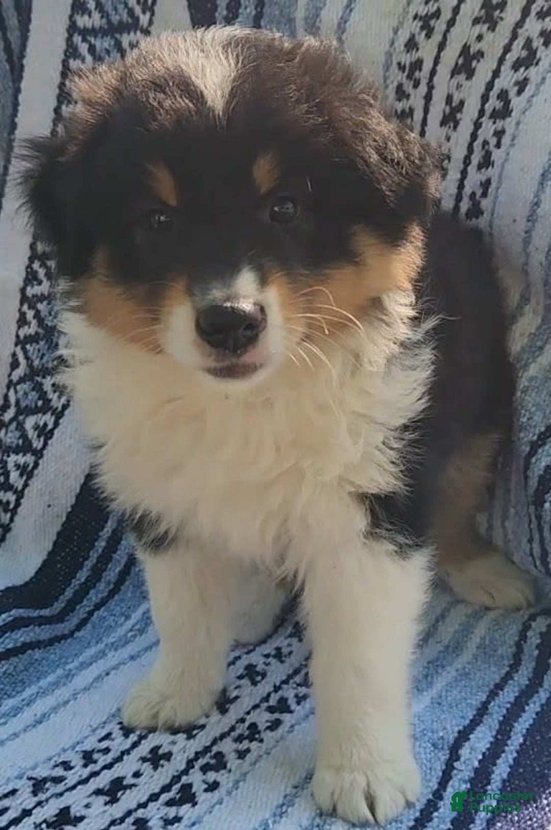 Australian Shepherd dogs for sale: Sasha - Image 7