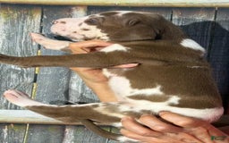 Great Dane dogs for sale: Heidi - Chocolate Harlequin - Image 4