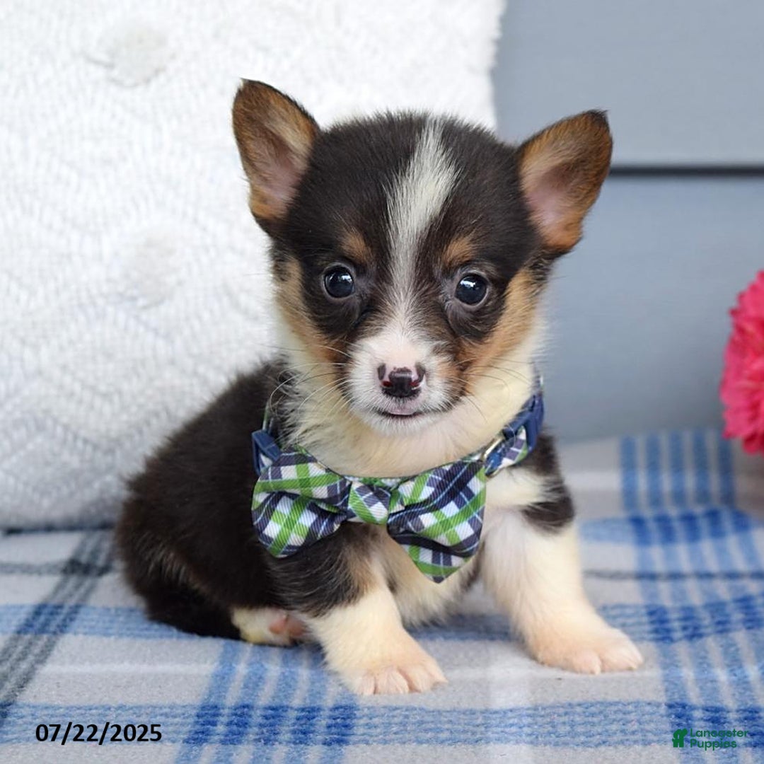 Welsh Corgi Pembroke dogs for sale: Zeke - Image 2