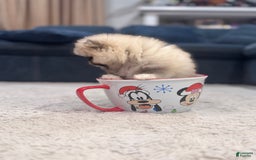 Pomeranian dogs for sale: Mila - Image 4
