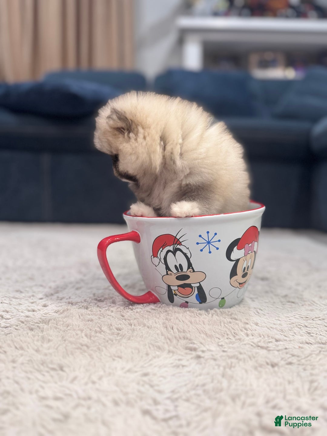 Pomeranian dogs for sale: Mila - Image 4