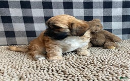 Teddy Bear dogs for sale: Sammy - Image 6