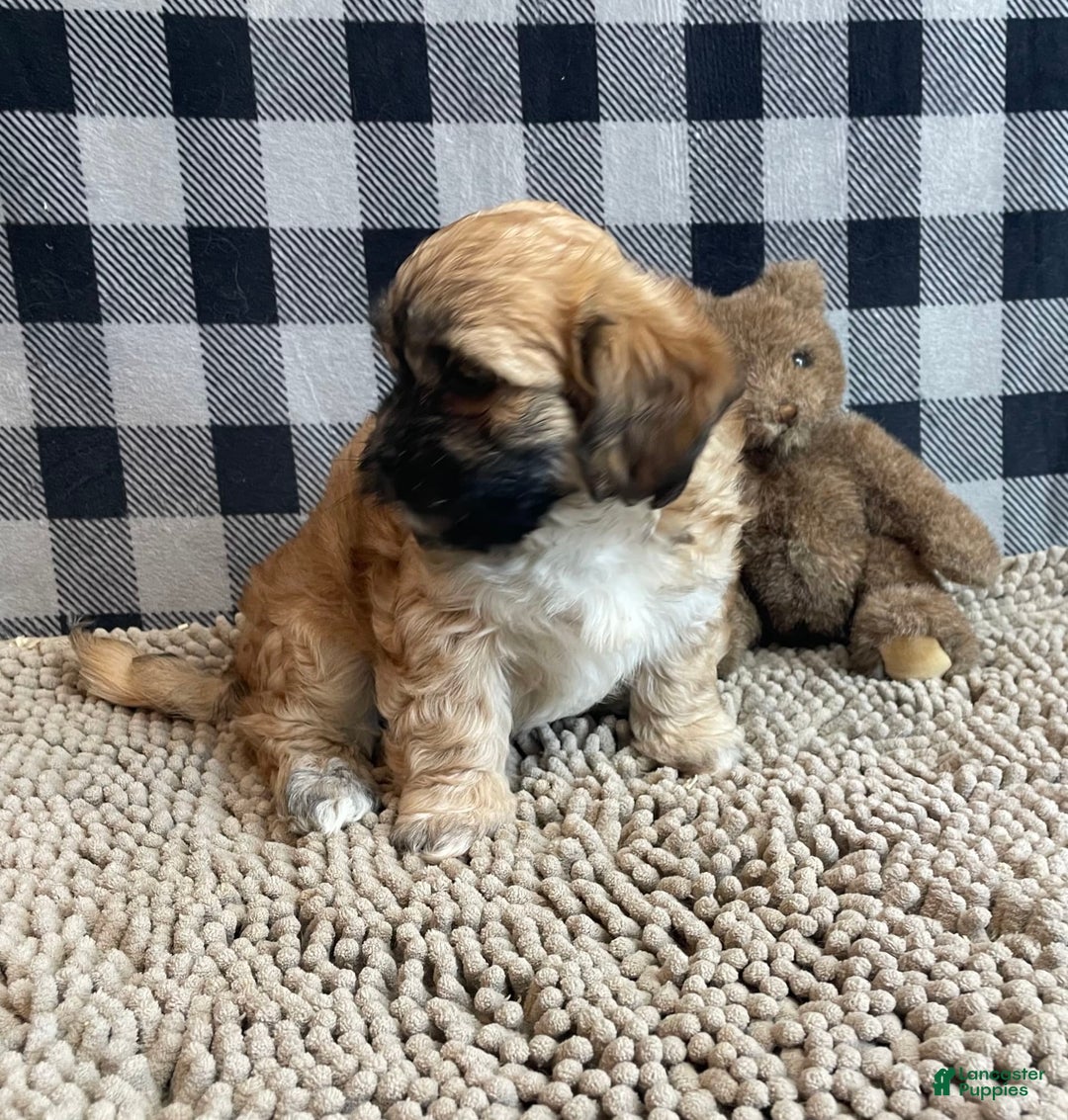 Teddy Bear dogs for sale: Sammy - Image 6