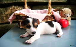 Jack Russell Terrier dogs for sale: Snickers - Image 3