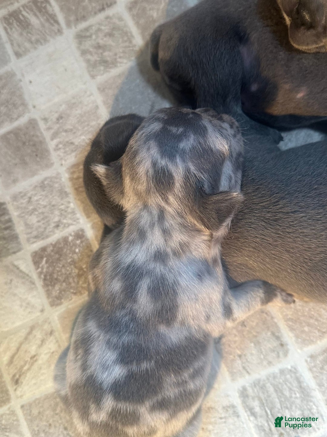 French Bulldog dogs for sale: Gonzo - Image 2