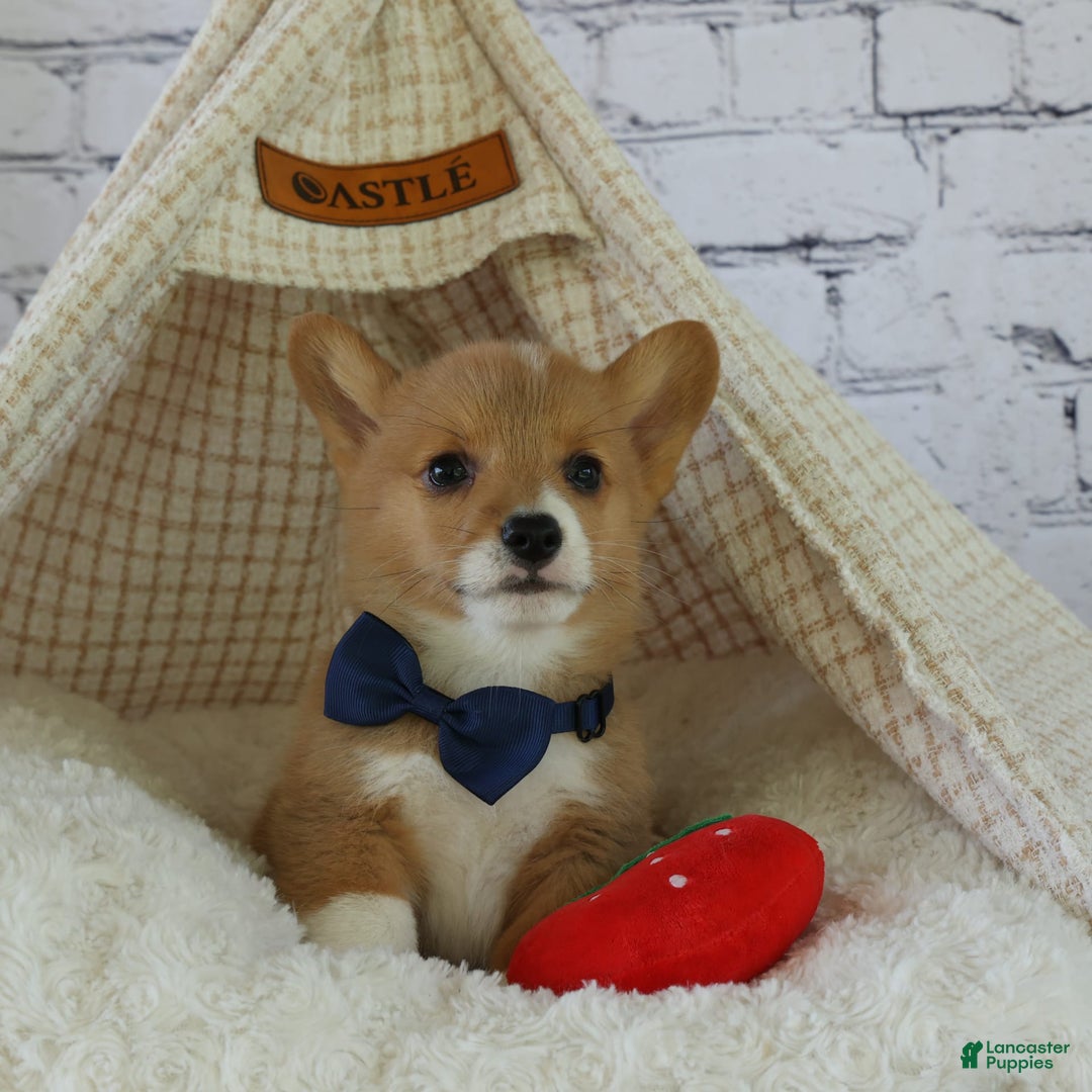 Welsh Corgi Pembroke dogs for sale: Gilbert - Image 18