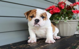 English Bulldog dogs for sale: Raspberry - Image 1