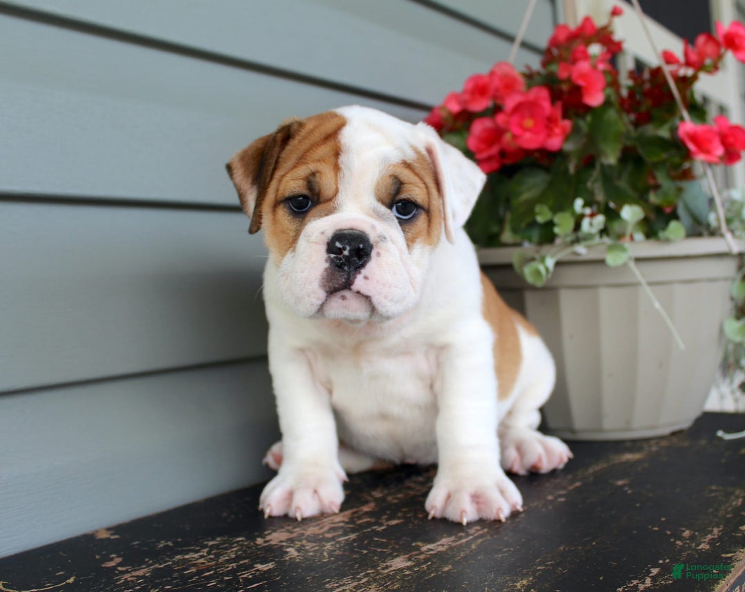 English Bulldog dogs for sale: Raspberry - Image 1