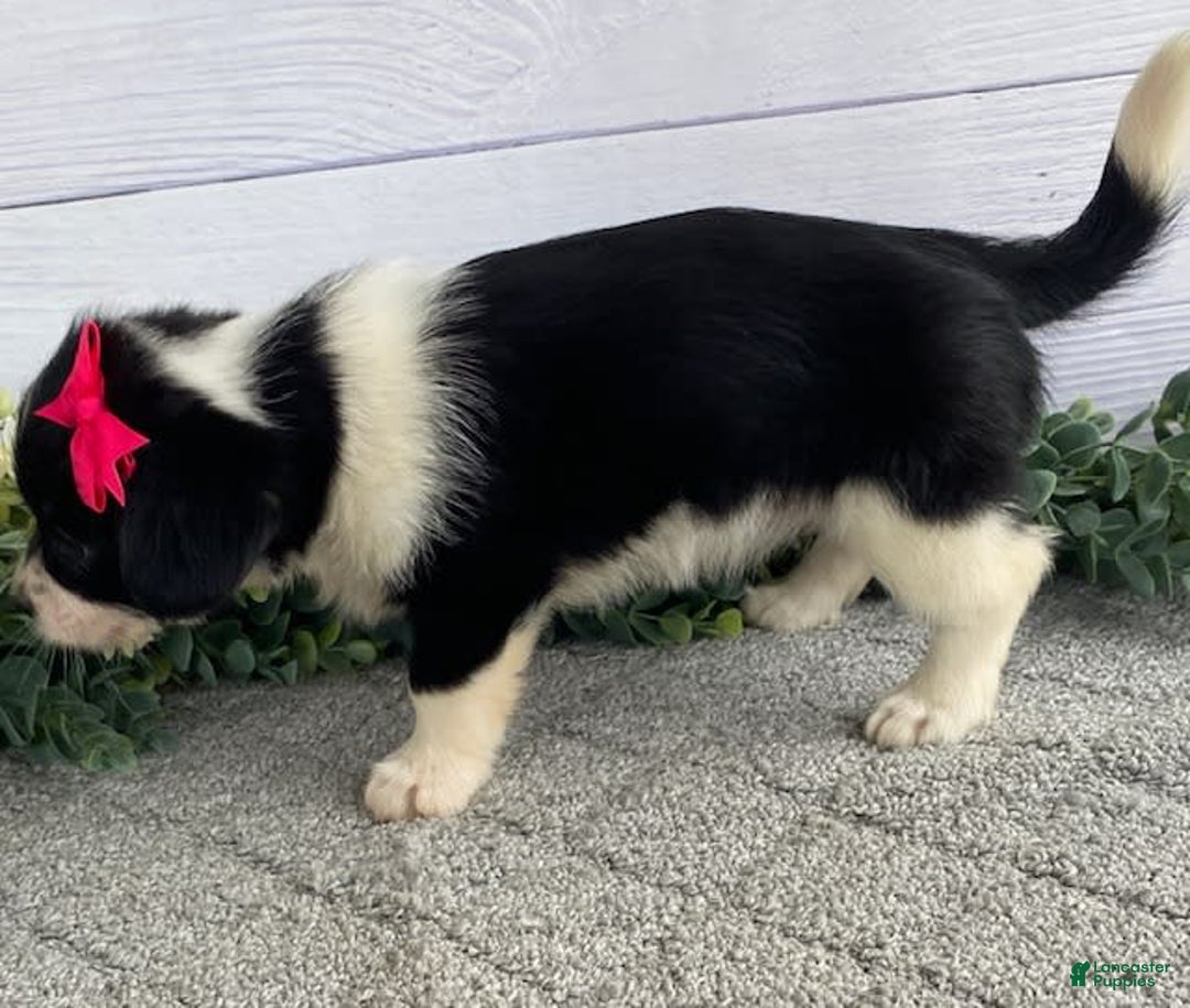 Shorkie dogs for sale: Sugar - Image 3
