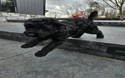 Portuguese Water Dog dogs for sale: Sara - Image 1