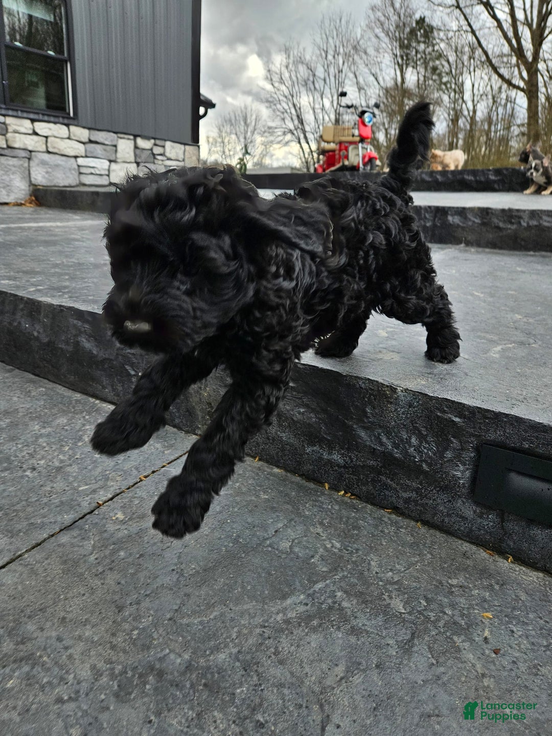 Portuguese Water Dog dogs for sale: Sara - Image 1