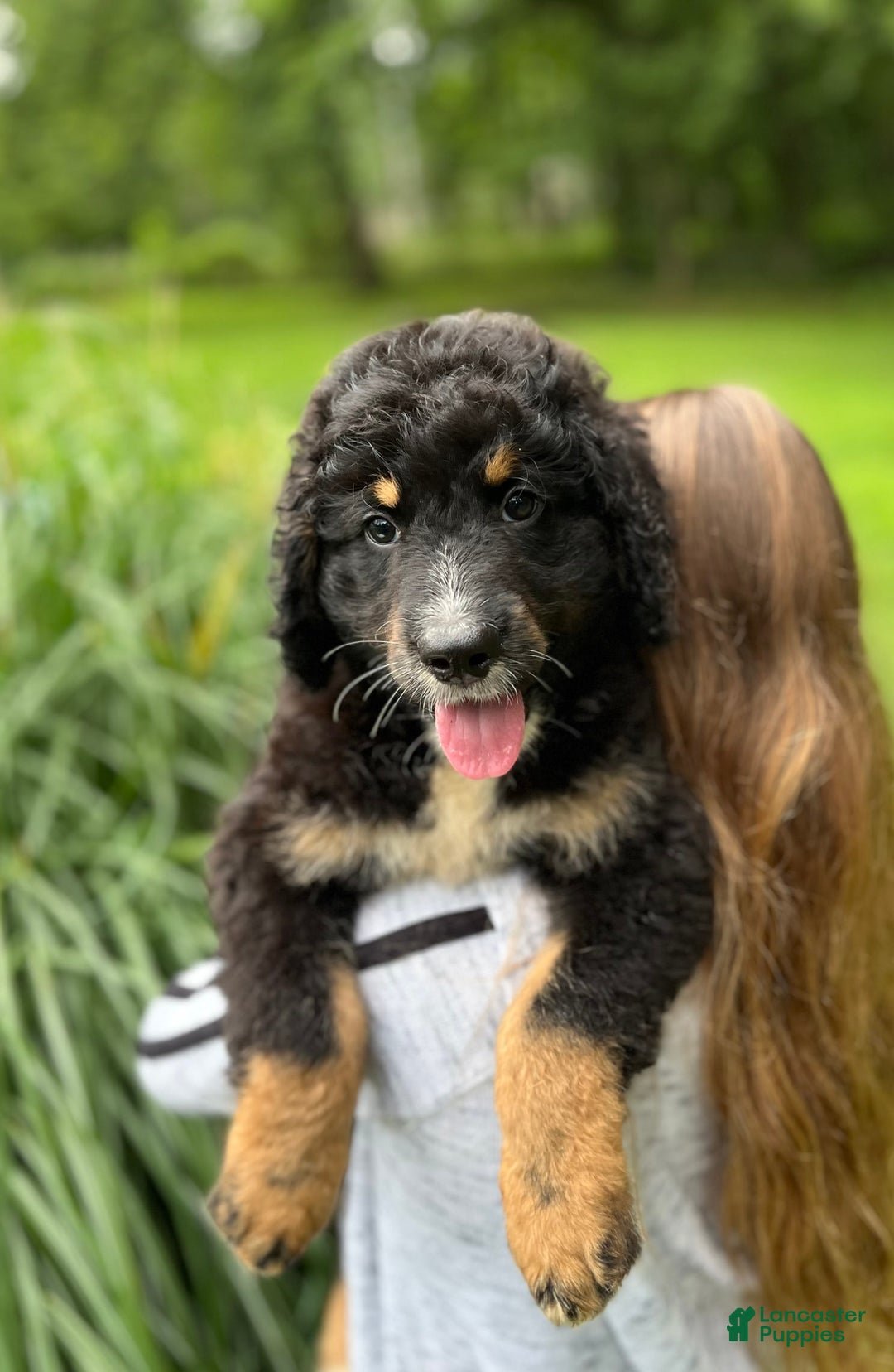Bernedoodle dogs for sale: Hank - Image 6