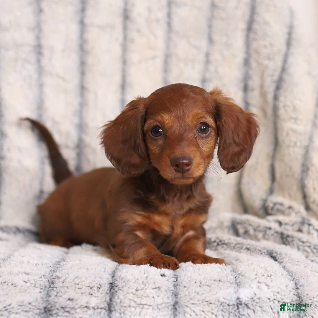 Miniature Dachshund dogs for sale: Baby - Image 2