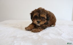 Shihpoo dogs for sale: Lady - Image 6
