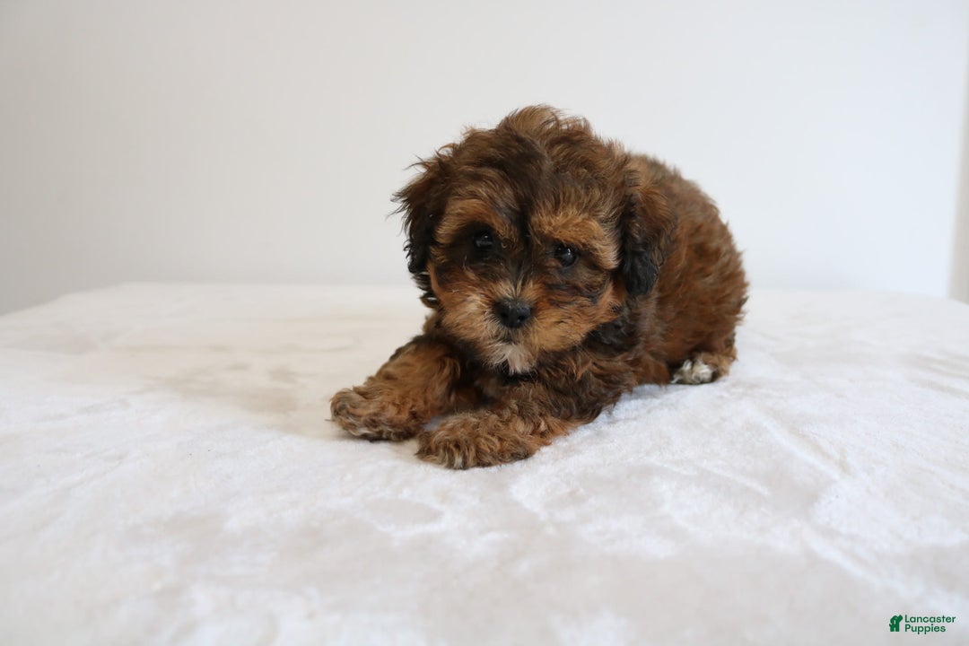 Shihpoo dogs for sale: Lady - Image 6