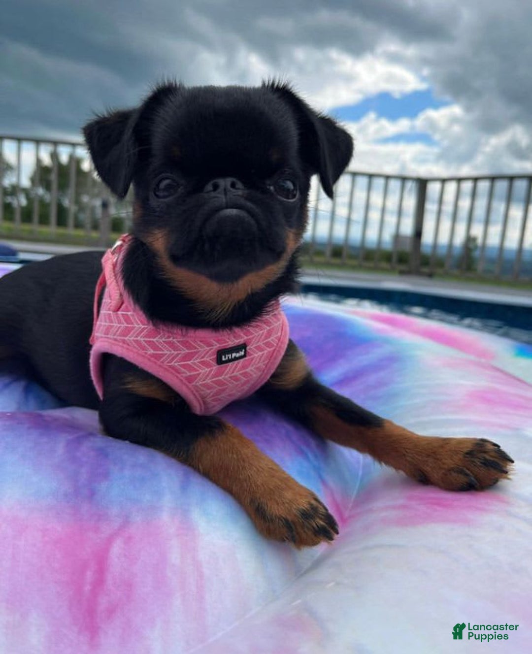 Brussels Griffon dogs for sale: Missy - Image 1